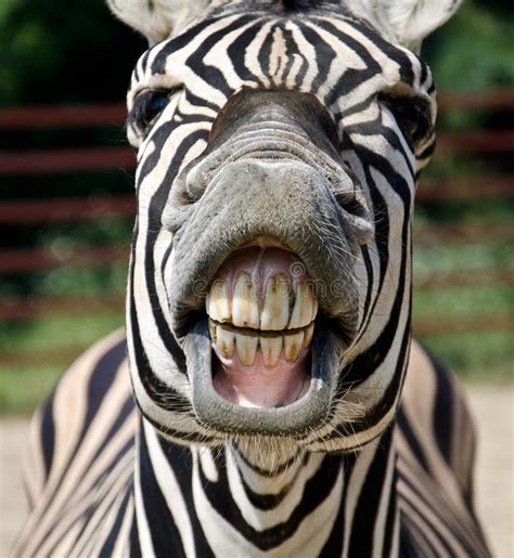 funny zebra pictures